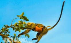 Ngồi bế con trên mỏm núi đá ở Kiên Giang là loài động vật hoang dã, nhỏ hay bám mẹ, có tên trong sách Đỏ