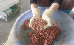 Ra đồng vớt con đặc sản nổi dày đặc, 'báu vật trời cho', dân Hải Phòng làm chơi ăn thật