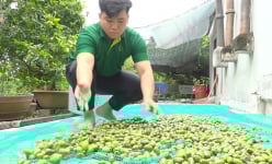 Một nơi ở Đồng Tháp, hóa ra trái đặc sản ở đây là một loại quả dại tha la kênh nước nổi, bán hết veo