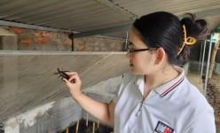 Con cà cuống là con gì mà vợ chồng chị nông dân Hà Tĩnh nuôi thành công, bán đắt hàng?