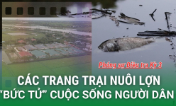 Trại lợn xả thải gây ô nhiễm đang 'bức tử' cuộc sống người dân như thế nào? (Phóng sự 3)