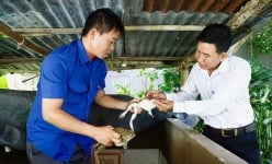 Con vật nuôi này ngồi dày đặc trong bể xi măng, đẻ rõ lắm, anh nông dân Cần Thơ bán con giống, thu 35 triệu/đợt