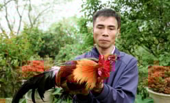 'Đánh liều' nuôi loài động vật hoang dã có cặp tai trắng này, anh nông dân Vĩnh Phúc bán giá cao nhất 1 triệu/kg