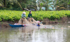 Nuôi tôm sú, cua biển, cá đặc sản trong rừng ở Trà Vinh, hễ bắt lên con nào người ta mua con đó