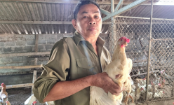 Nuôi gà trên đệm lót sinh học ở Ninh Bình, nông dân nhàn, con vật khỏe, bán quả trứng đáng đồng tiền