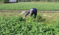 Video: Mô hình trồng rau muống nước VietGAP tại huyện Củ Chi mang lại thu nhập cao