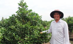 Làng nghề mai vàng Bình Lợi - mô hình điểm về phát triển ngành hoa, cây cảnh tại TP.HCM