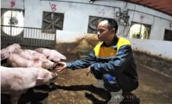 Nông dân Việt Nam xuất sắc đến từ Hải Dương nuôi lợn bằng đệm lót sinh học, chỉ bán phân đã thu tiền tỷ