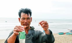  Ven biển Ninh Thuận, dân bắt con vật này làm giống, hễ 'túm' được một con bé tí bán ngay 35.000 đồng
