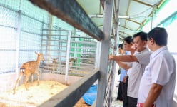 Nuôi thú làm con đặc sản, ông nông dân Sóc Trăng cho ăn cỏ Nhật, nhiều người đang tới xem