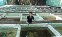 Nuôi cá cảnh thành nghề 'hot' ở TP.HCM