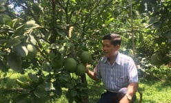Bưởi đặc sản ruột đỏ do một ông nông dân Bình Dương trồng kiểu gì mà cây thấp tè ra trái quá trời?