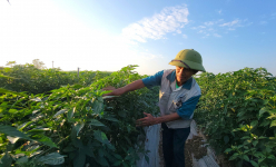 Làng này ở Hải Dương trồng loại cây ra quả, hễ ăn tới đâu cay tới đó, cánh đồng đẹp như phim