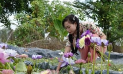 Chị đẹp Hậu Giang trồng hoa súng kiểng ở vườn sầu riêng, ai ngờ 'hưởng lương' cao, 50-60 triệu/tháng
