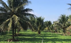 Trồng xen canh kiểu lạ ở Bình Định, cho đậu phụng chung vườn với dừa xiêm, vườn đẹp, thu nhập 'kép'