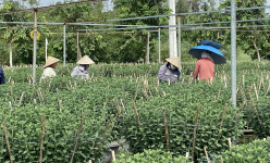 Hoa tết đang tốt um ở làng hoa lớn nhất Đà Nẵng, chăm mấy tháng trời, dân chỉ mong điều này