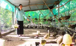 Một nhân viên y tế ở Bến Tre tranh thủ nuôi loài chim quý hiếm, chỉ bán trứng đã lãi 500.000 đồng/ngày