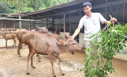 Nuôi động vật hoang dã la liệt, đếm vội chả xuể, một nông dân Ninh Bình có doanh thu 3 tỷ/năm