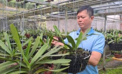 Cả làng ở Thái Nguyên nhà nào cũng giàu lên nhờ trồng loài hoa quý tộc, giải trí 'xả láng', lại có tiền rủng rỉnh