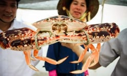 Một hòn đảo cách bờ biển Quảng Trị hơn 27km, như hòn ngọc xanh, có loài vật to bự như cua khổng lồ