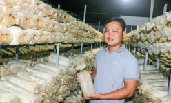 Bỏ lương 30 triệu, chàng trai Thái Bình về Vĩnh Long trồng nấm, làm điện mặt trời, thu 400-500 triệu/tháng