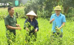 La liệt cây dược liệu quý ở rừng Thanh Hóa, tại khu rừng nổi tiếng có một loại cây ra rễ tăng cường sức khỏe
