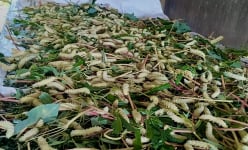 Con động vật lưng gai tua tủa, dân vùng này ở Phú Thọ bắt bán làm đặc sản, rang lá chanh thơm lừng