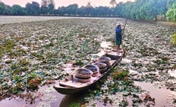Lạ mà hay, ở An Giang, trên thả cây ra quả gọi là củ, dưới nuôi cá lóc, cua đồng, chăm nhàn, bán giá tốt