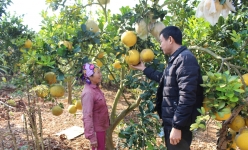 Hát Lót chuyển đổi cơ cấu cây trồng, nâng cao tiêu chí thu nhập trong xây dựng nông thôn mới