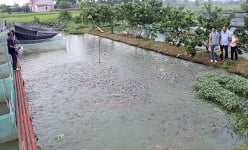 Cho 2 con đặc sản bình dân ở chung một ao, anh nông dân Bắc Giang bắt bán, lãi gần nửa tỷ/năm