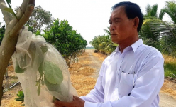 Cho lúa 'ôm' cây mít Thái, một tỷ phú vùng Đồng Tháp Mười ở Long An thu lời tiền tỷ/năm