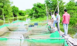 Một nơi ở Tây Ninh, nông dân rủ nhau nuôi cá lóc kiểu gì mà hễ nhà nào nuôi lớn bắt bán là trúng