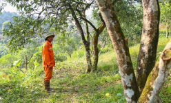 Cây cổ thụ đặc sản cho quả ngon 'tiến vua', từng là cây làm giàu ở Yên Bái, nay sao có nguy cơ xóa sổ?