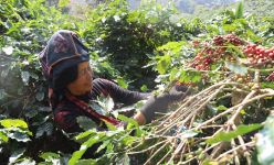 Thu nhập là “đòn bẩy” tạo động lực hoàn thành các tiêu chí xây dựng nông thôn mới ở Thuận Châu