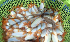 Đây là loại cá đặc sản bán 800.000 đồng/kg ở Đồng Tháp, dễ nhầm với cá cảnh, nghe tên nhầm sang cá biển