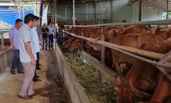 Nuôi bò, nuôi gà trên đệm lót sinh học Sơn La, vật nuôi khỏe, nông dân đỡ hẳn việc dọn dẹp, giảm chi phí