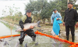 Một làng ở Nam Định, dân nuôi thành công loài cá đặc sản to bự thế này đây, người mua kẻ bán tấp nập