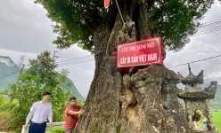 Cây cổ thụ khổng lồ ở Hòa Bình 'thượng thọ' từ lâu vẫn tốt um, 'đẻ sòn sòn' thứ quả thơm khắp làng