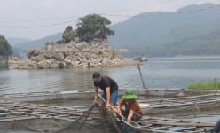 Ở Hòa Bình có một hồ nước ngọt nhân tạo lớn thứ 4 Việt Nam, nuôi 10.000 tấn cá/năm, trị giá 600 tỷ