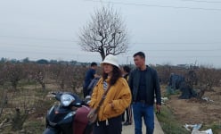 Cả làng mong trời ấm, riêng nông dân một xã ở Hải Phòng lại mong lạnh hơn để đào nở đúng dịp Tết