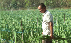 Trồng thành công loại hoa xứ lạnh trên vùng đất “nắng cháy da người”, anh nông dân Tây Ninh thu tiền tỷ