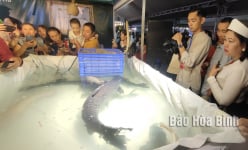 Tận mắt thấy một con cá 'khổng lồ' nuôi trong hồ nước nhân tạo lớn nhất Đông Nam Á ở tỉnh Hòa Bình