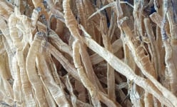 Thứ 'nhân sâm' ở đầm, phá của Thừa Thiên Huế thực ra là 'con đại bổ' gì mà dân đào trúng bán đắt tiền?