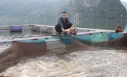 Ở một hồ nước nhân tạo nổi tiếng Lai Châu, anh trai bản nuôi cá đặc sản gì mà lãi 300 triệu/năm?