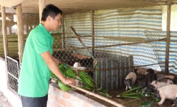 Nuôi heo đặc sản dáng lạ tên hay, dân nơi này ở Tây Ninh hễ nói bán, ai mua nhanh còn kịp