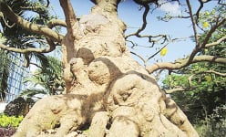 Cây mai vàng cổ thụ cứ 70 tuổi trở lên 'da thịt đỏ au', ở An Giang mai cổ thụ có giá từ 1,5-7 tỷ?