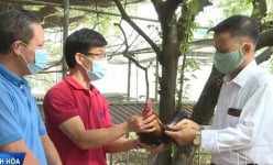 Loại gà này là giống gà gì mà anh nông dân Thanh Hóa nuôi thành công, sểnh ra là 'leo' lên cây?