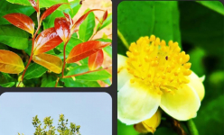 Phát hiện loài hoa trà my cực kỳ quý hiếm, có màu trắng trong một khu rừng ở Bình Phước