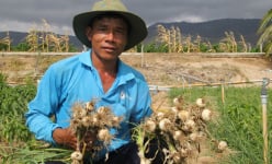 Qua thời bấp bênh, loại củ gia vị thơm ngon này ở Ninh Thuận có giá, nhổ bật lên toàn củ to bự