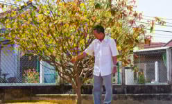Vì sao một làng ở Quảng Ngãi ví như xứ sở ngàn mai, cả làng trồng mai đẹp mê mẩn mà chả bán bao giờ